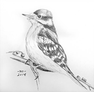 Downy Woodpecker