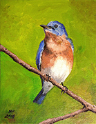 Eastern Blue Bird