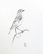 Perch