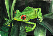 Red Eyed Frog