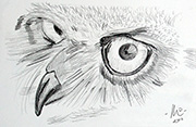 Spotted Eagle Owl