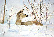 Winter Deer