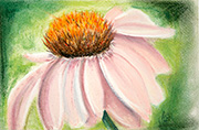 Pink Echinacea