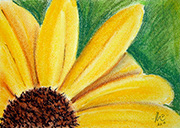 Yellow Daisy